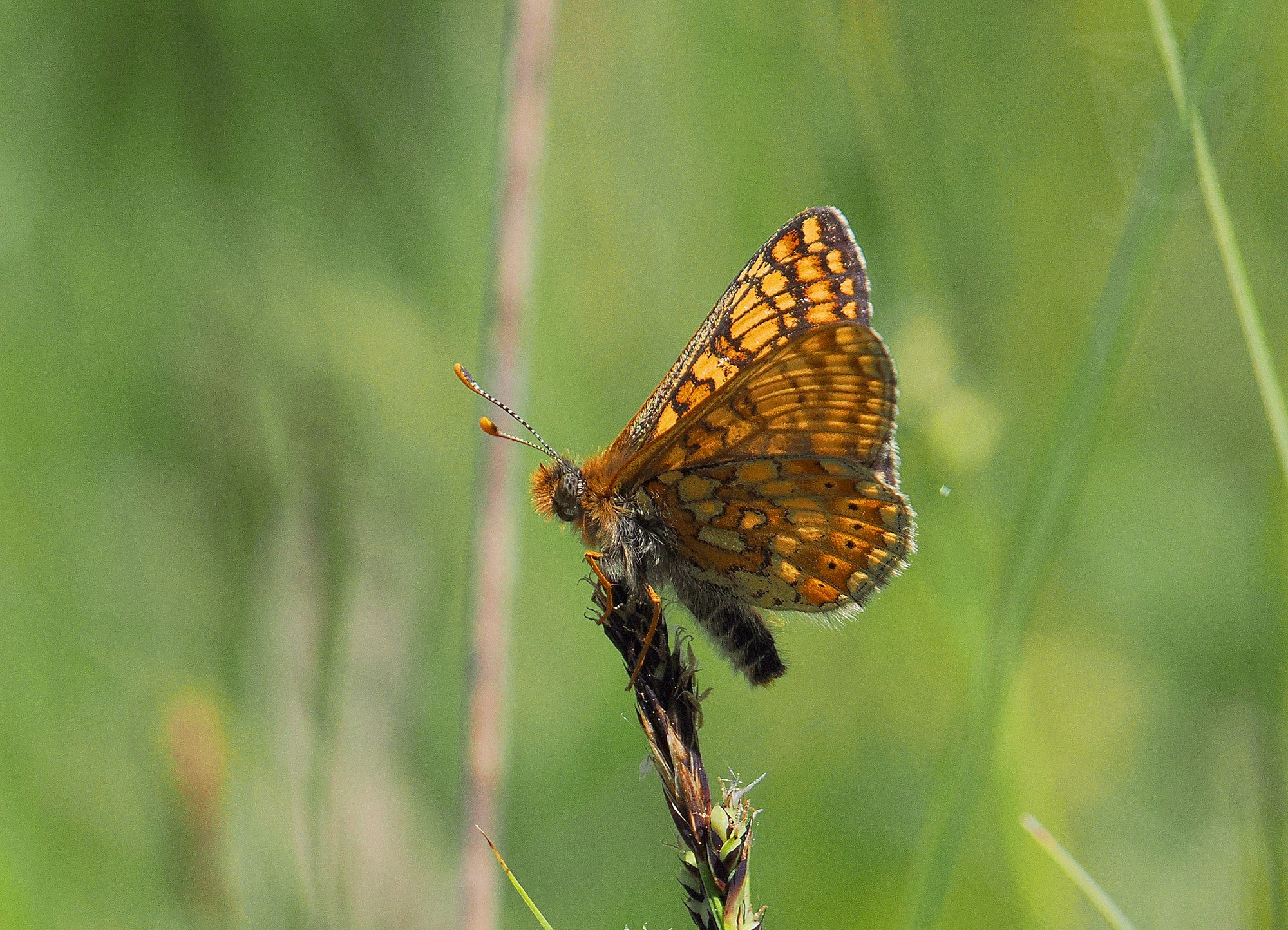 HNĚDÁSEK CHRASTAVCOVÝ 4 (Euphydryas aurinia)