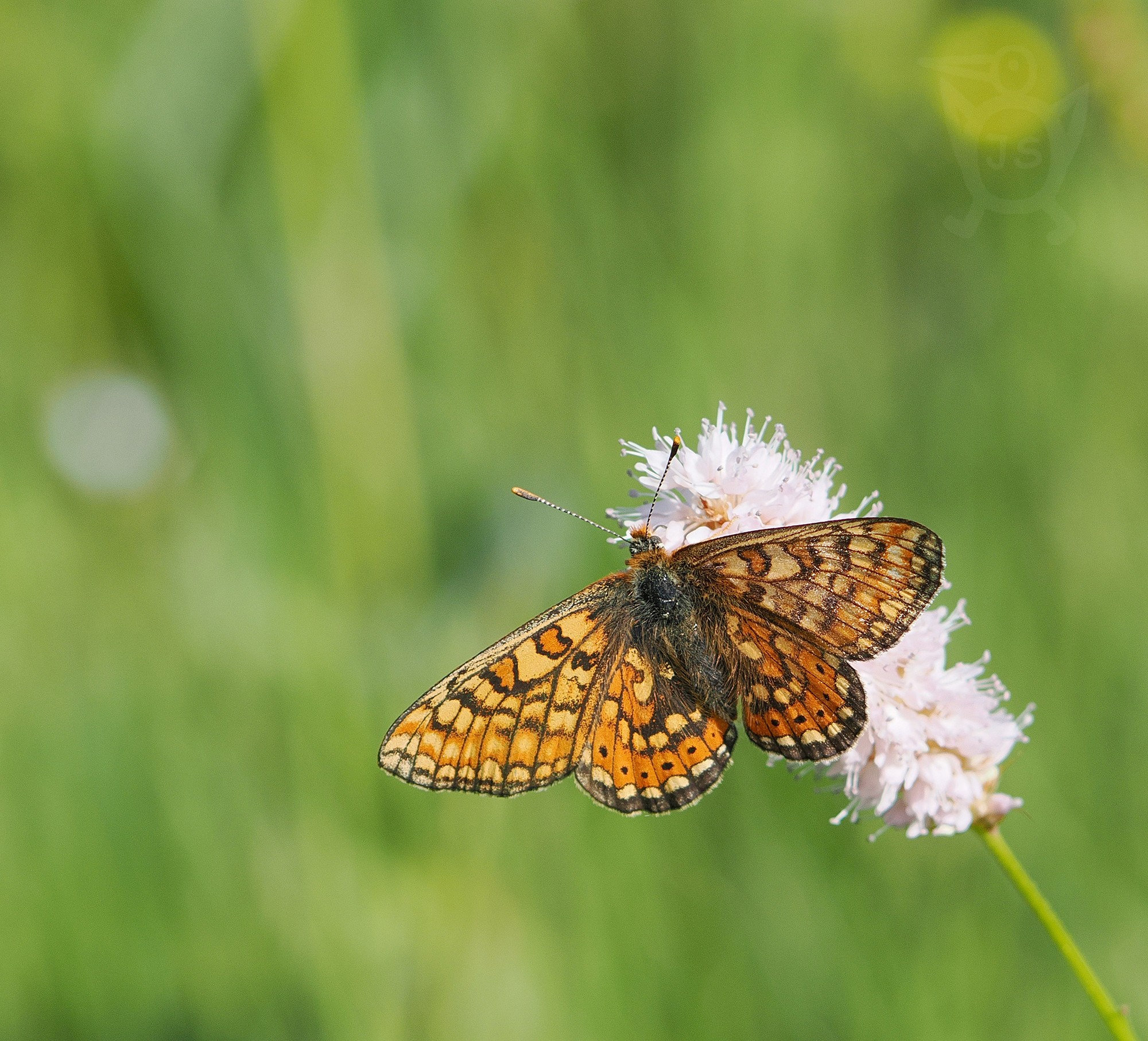 HNĚDÁSEK CHRASTAVCOVÝ 5 (Euphydryas aurinia)