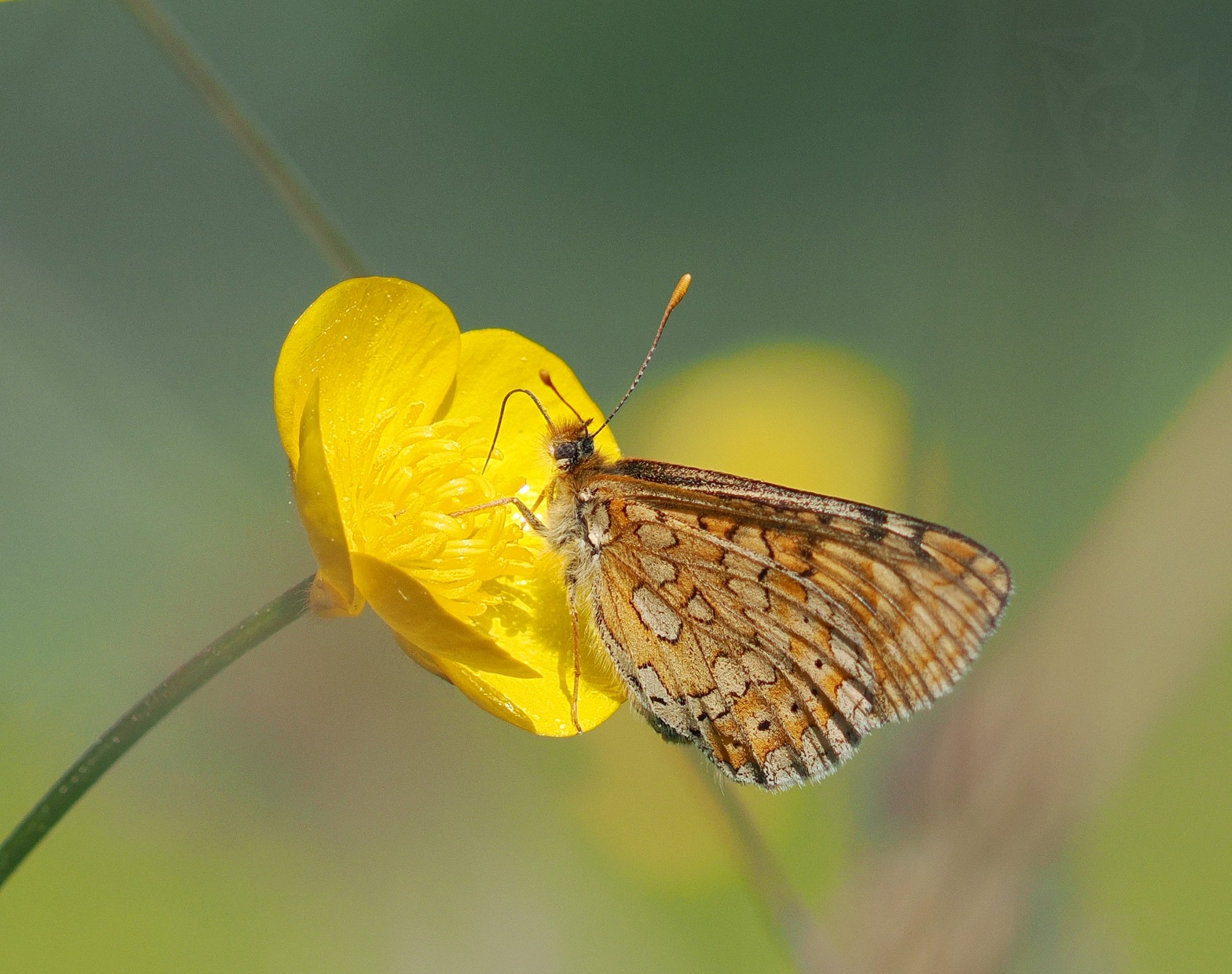 HNĚDÁSEK CHRASTAVCOVÝ 6 (Euphydryas aurinia)