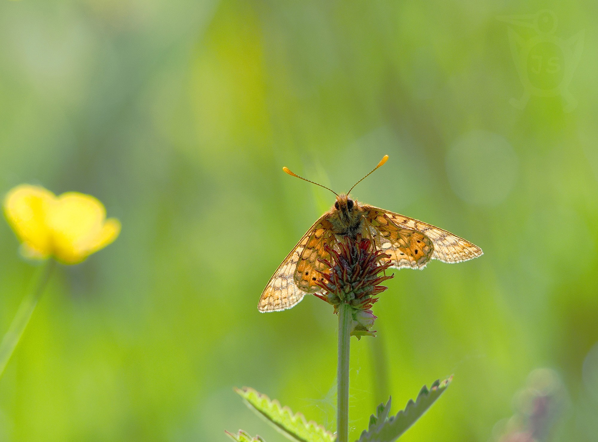 HNĚDÁSEK CHRASTAVCOVÝ 7 (Euphydryas aurinia)