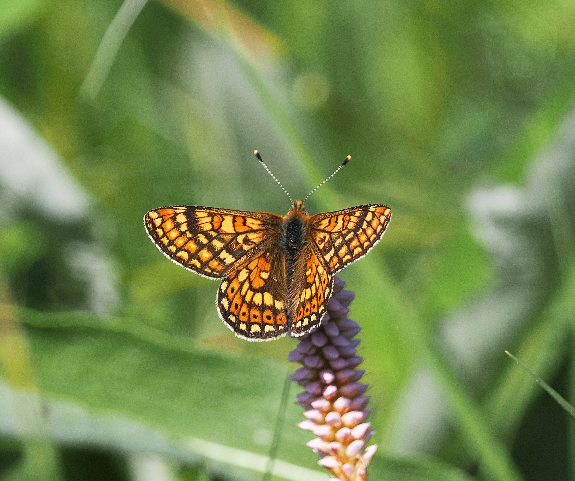 HNĚDÁSEK CHRASTAVCOVÝ 1 (Euphydryas aurinia)