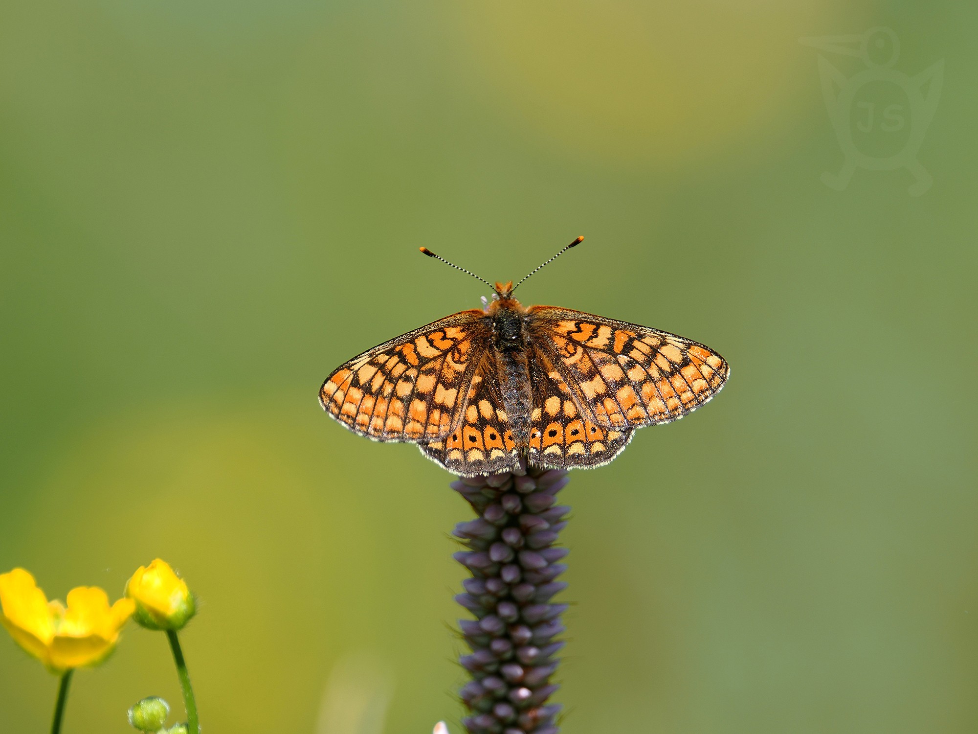 HNĚDÁSEK CHRASTAVCOVÝ 2 (Euphydryas aurinia)P5270681