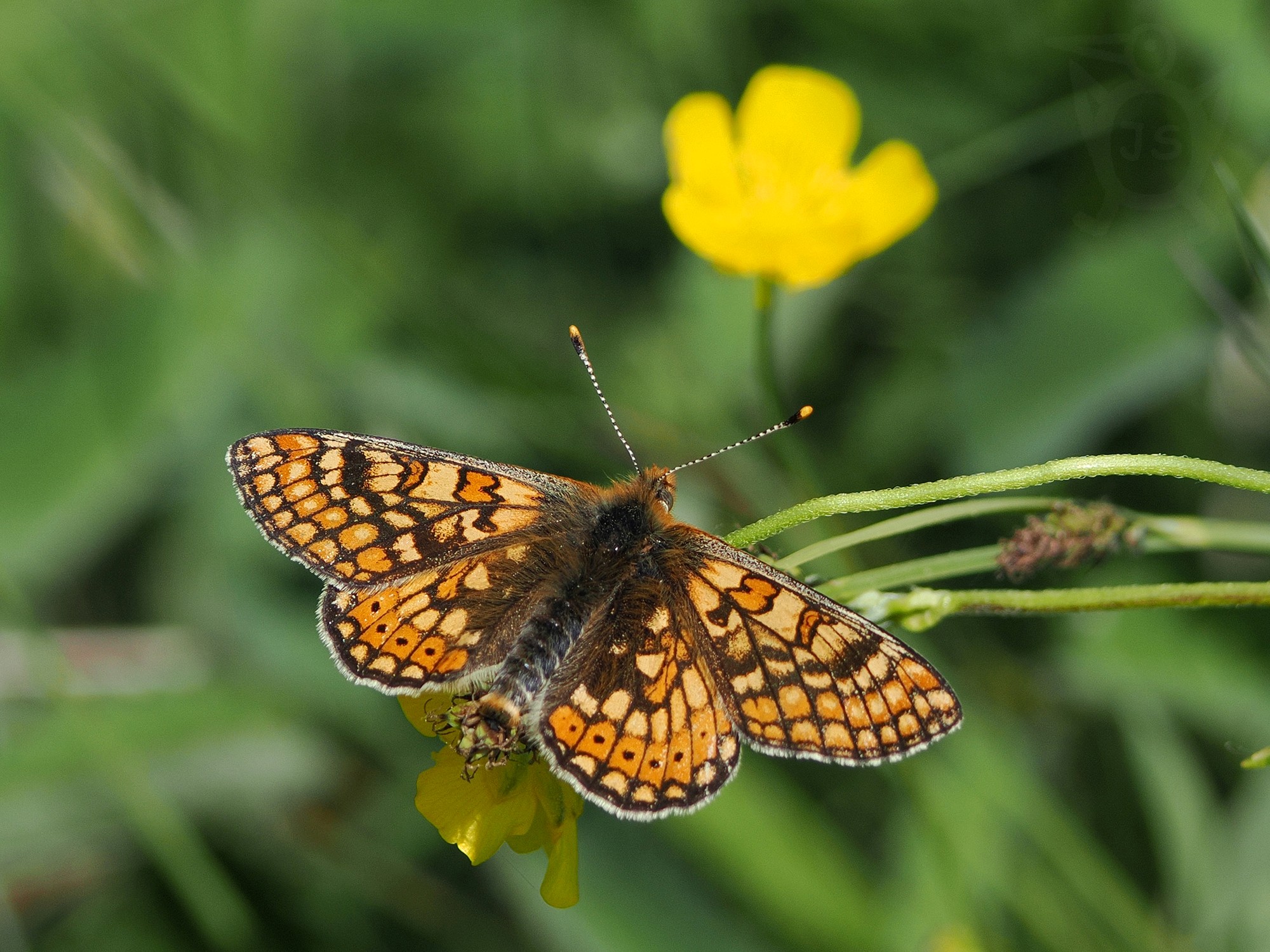 HNĚDÁSEK CHRASTAVCOVÝ 3 (Euphydryas aurinia)