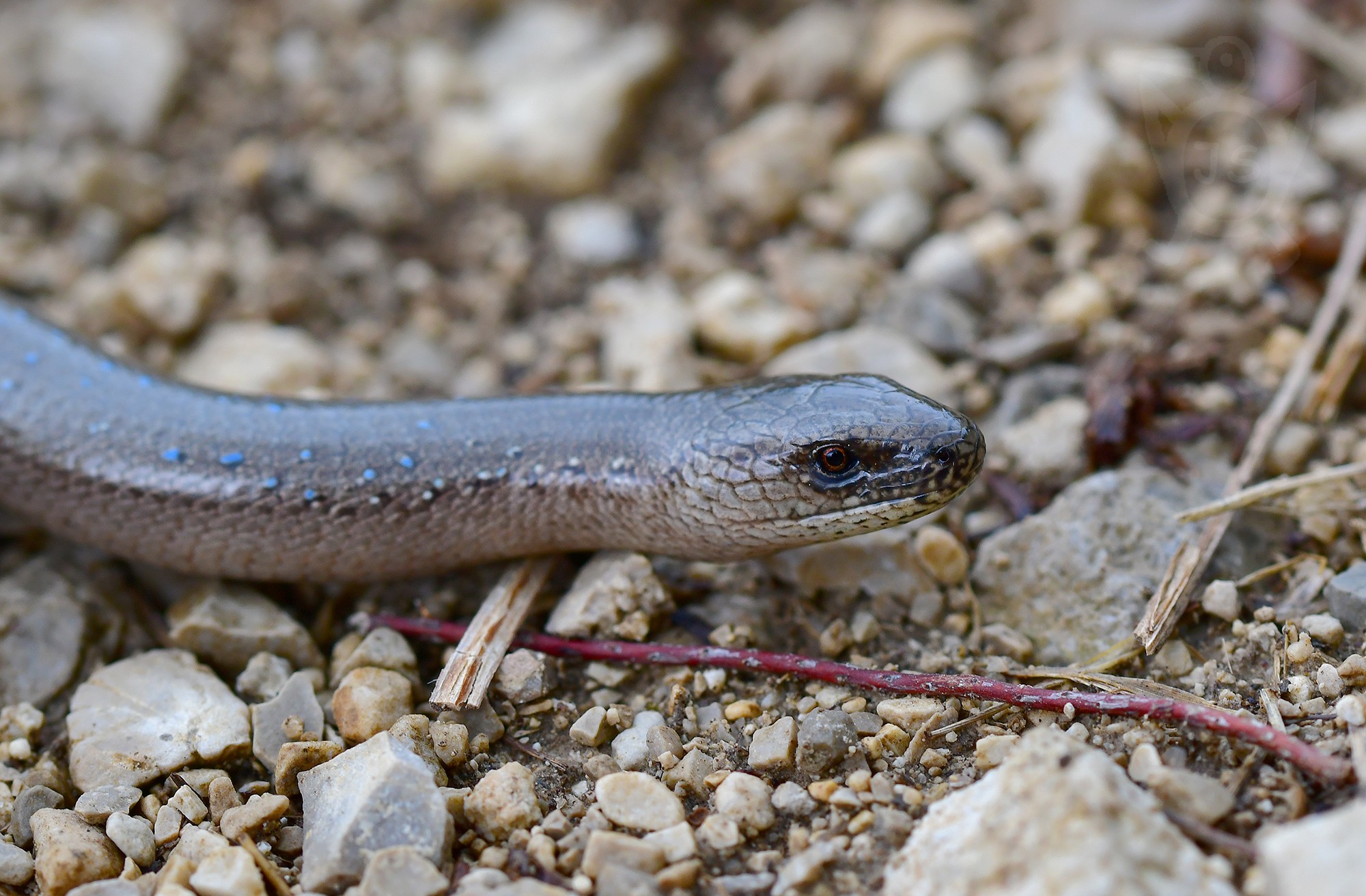 SLEPÝŠ KŘEHKÝ 3 (Anguis fragilis)DSC_7642