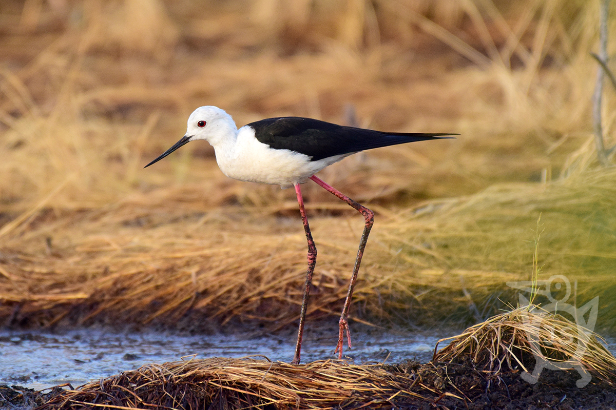 PISILA ČÁPONOHÁ 1 (Himantopus himantopus)