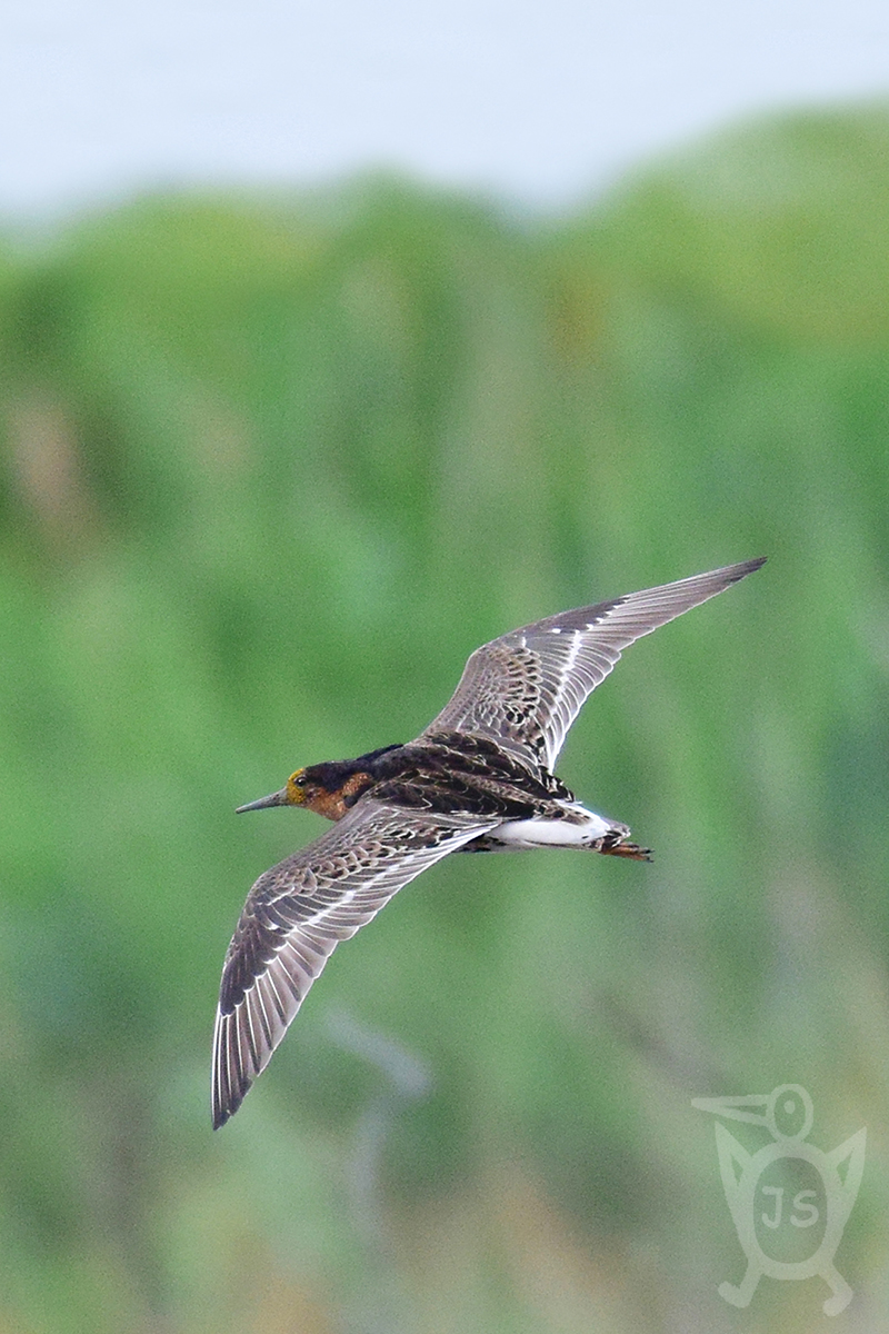 JESPÁK BOJOVNÝ 1 (Philomachus pugnax)