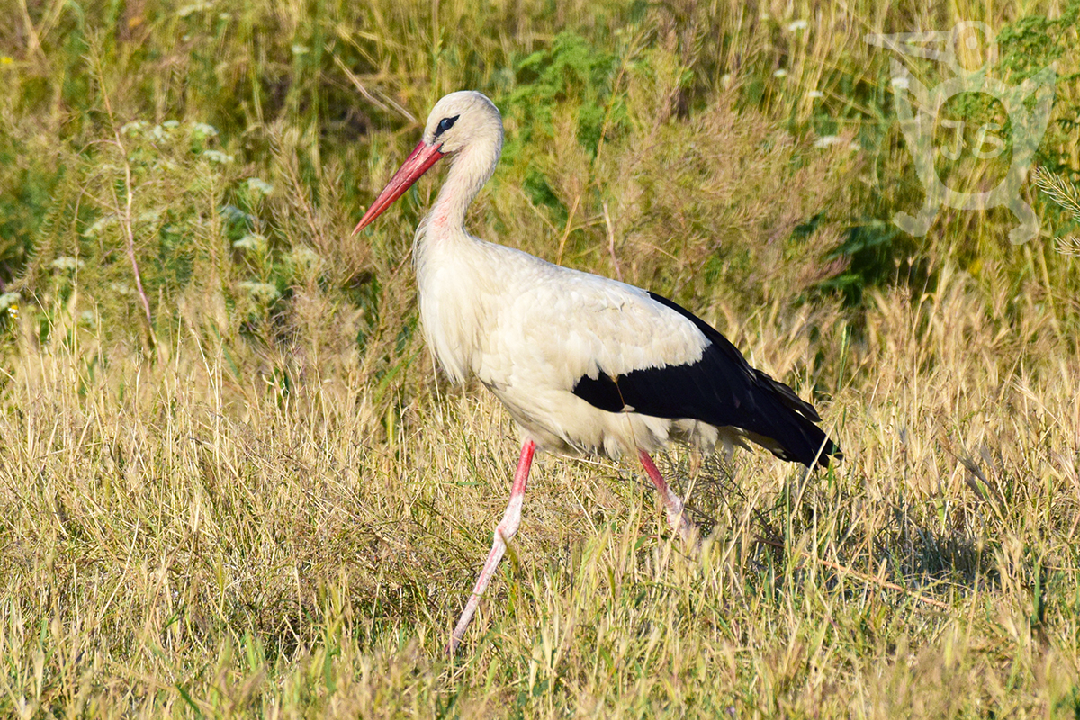 ČÁP BÍLÝ 1 (Ciconia ciconia)