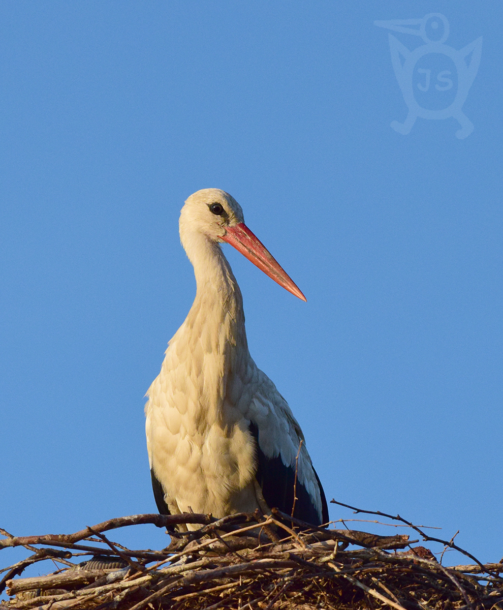 ČÁP BÍLÝ 2 (Ciconia ciconia)