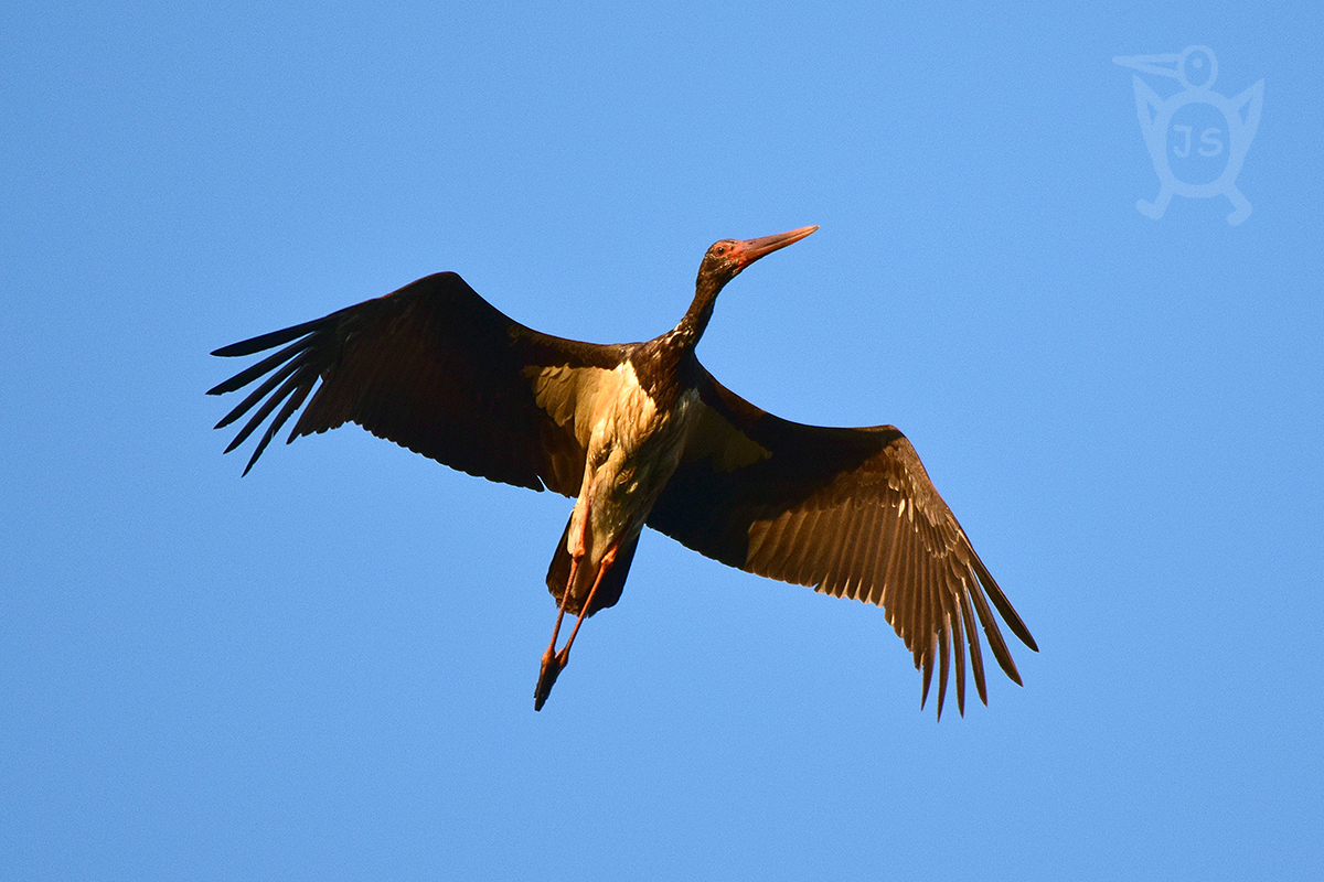 ČÁP ČERNÝ 2  (Ciconia nigra)