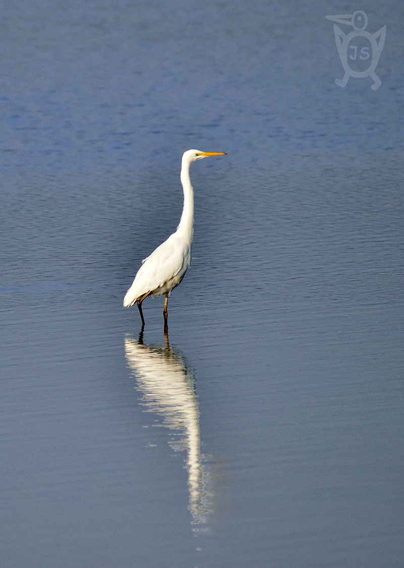 VOLAVKA BÍLÁ 1 (Casmerodius albus)