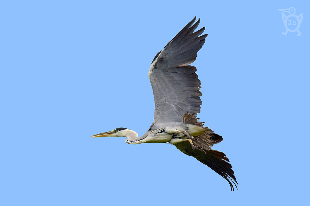 VOLAVKA POPELAVÁ 4 (Ardea cinerea)