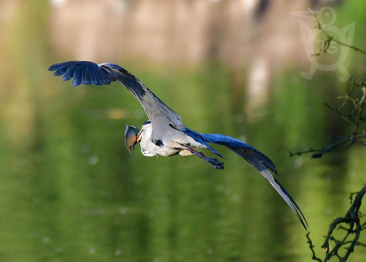 VOLAVKA POPELAVÁ 5  (Ardea cinerea)