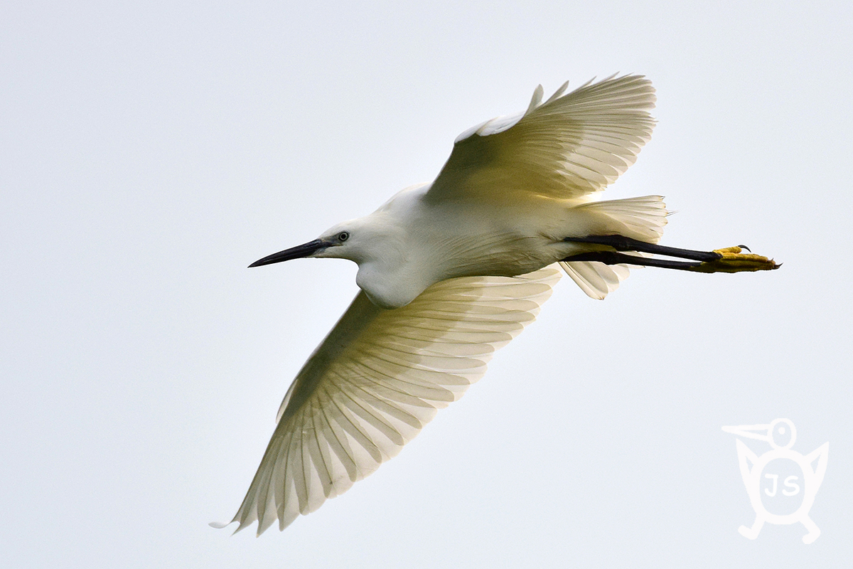 VOLAVKA STŘÍBŘITÁ 2 (Egretta garzetta)