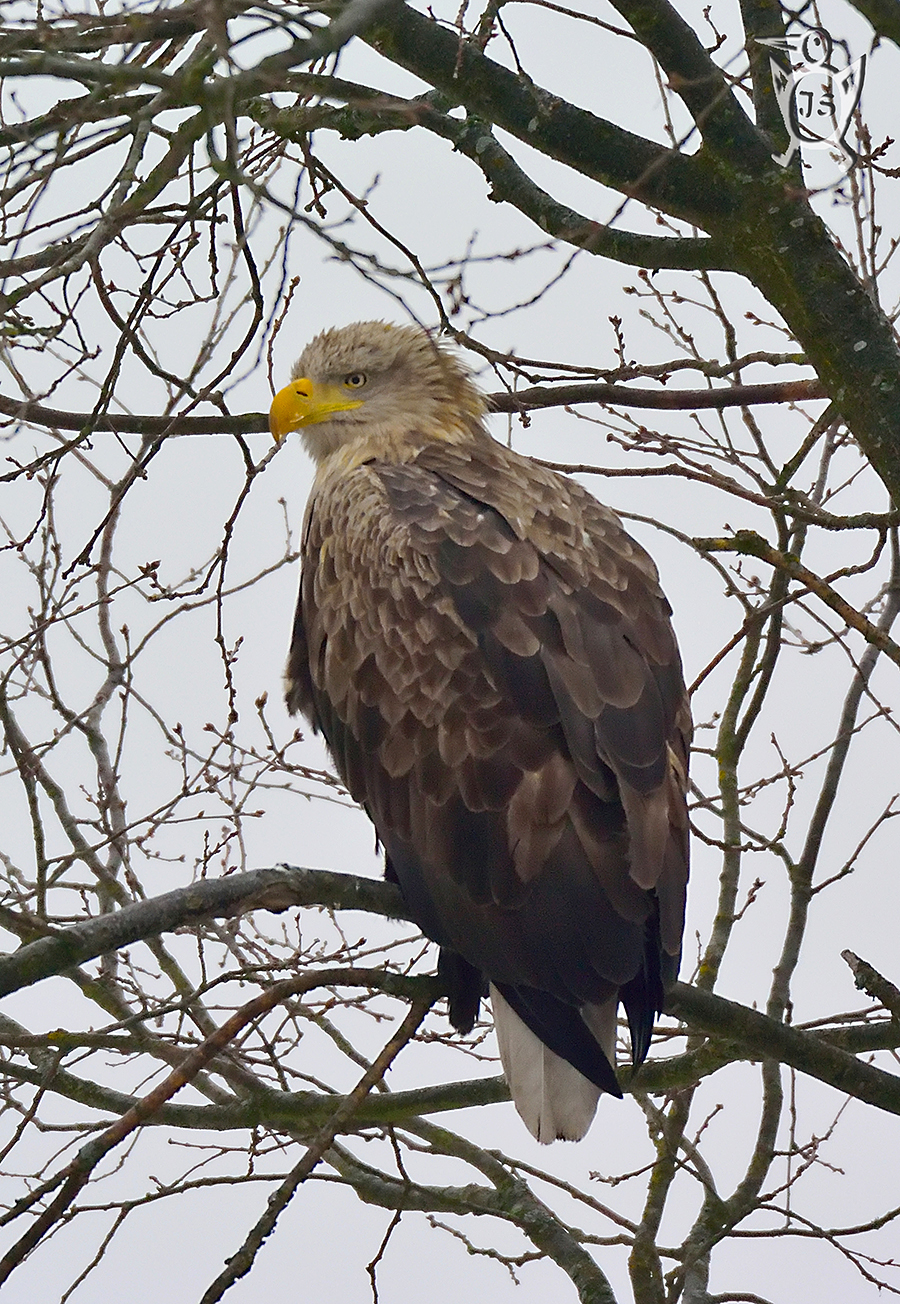 OREL MOŘSKÝ 1 (Haliaeetus albicilla)