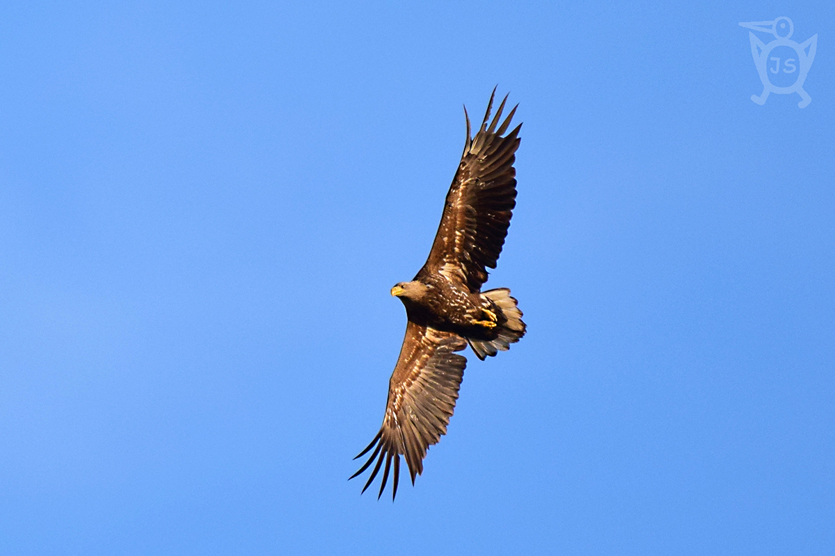 OREL MOŘSKÝ 3 (Haliaeetus albicilla)