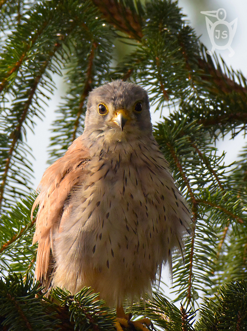 POŠTOLKA OBECNÁ 2 (Falco tinnunculus)