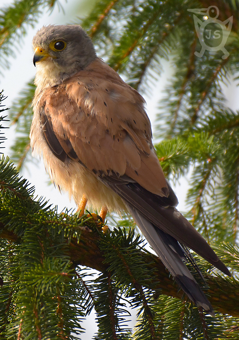 POŠTOLKA OBECNÁ 3 (Falco tinnunculus)