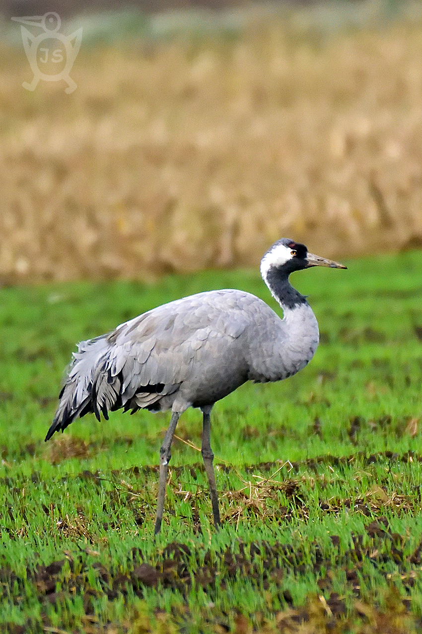 JEŘÁB POPELAVÝ 3 (Grus grus)