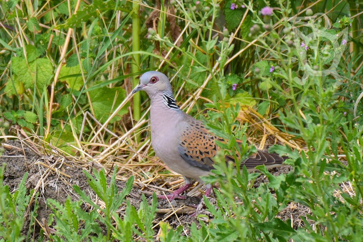 HRDLIČKA DIVOKÁ 1 (Streptopelia turtur)