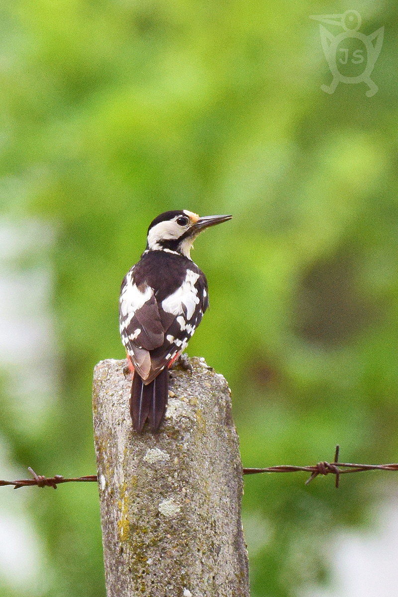 STRAKAPOUD JIŽNÍ 1 (Dendrocopos syriacus)