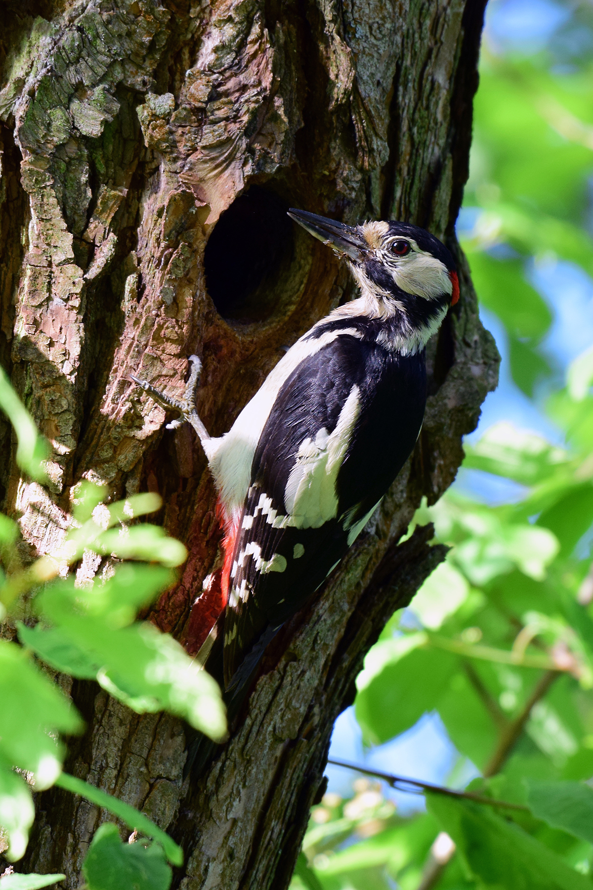 STRAKAPOUD VELKÝ 1 (Dendrocopos major)