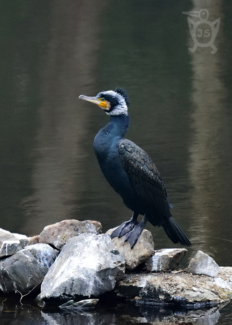 KORMORÁN VELKÝ 1 (Phalacrocorax carbo)