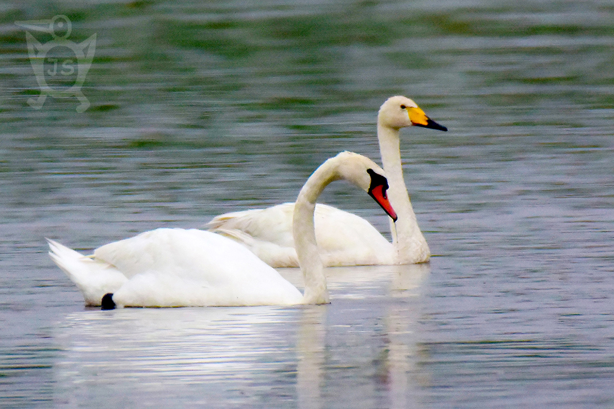 LABUŤ VELKÁ a ZPĚVNÁ (Cygnus olor, Cygnus cygnus) 