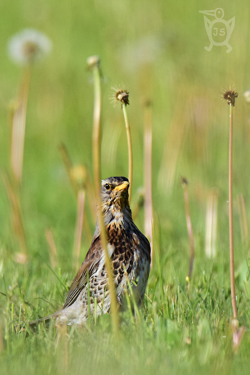 DROZD KVÍČALA 1 (Turdus pilaris)