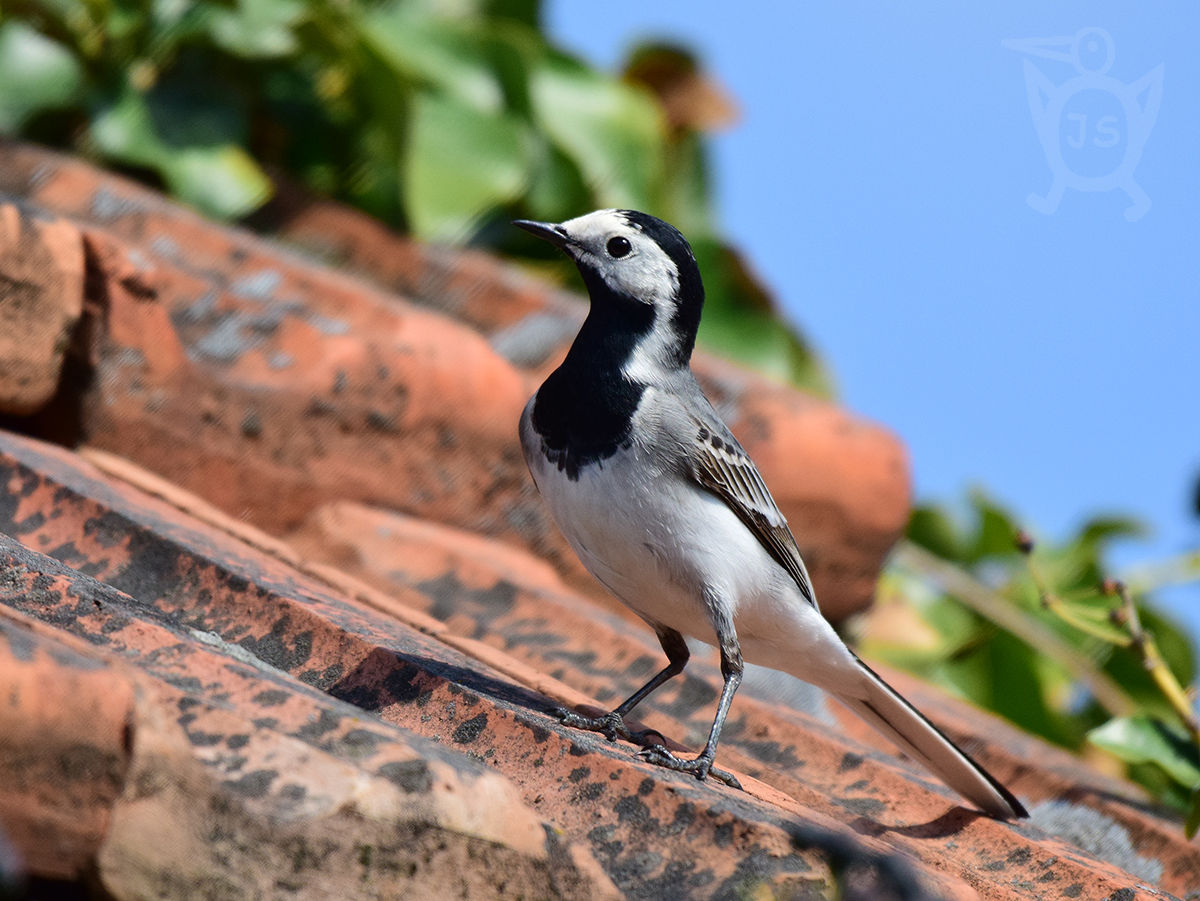 Konipas bílý 1 (Motacilla alba)