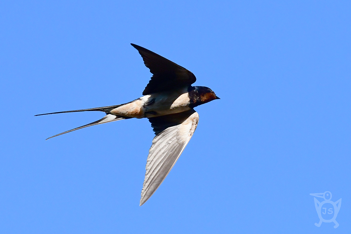 VLAŠTOVKA OBECNÁ 1 (Hirundo rustica)