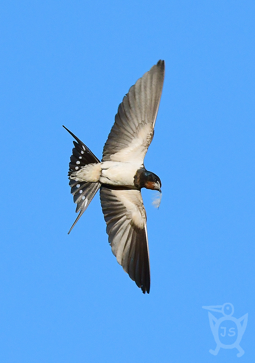 VLAŠTOVKA OBECNÁ 3 (Hirundo rustica)
