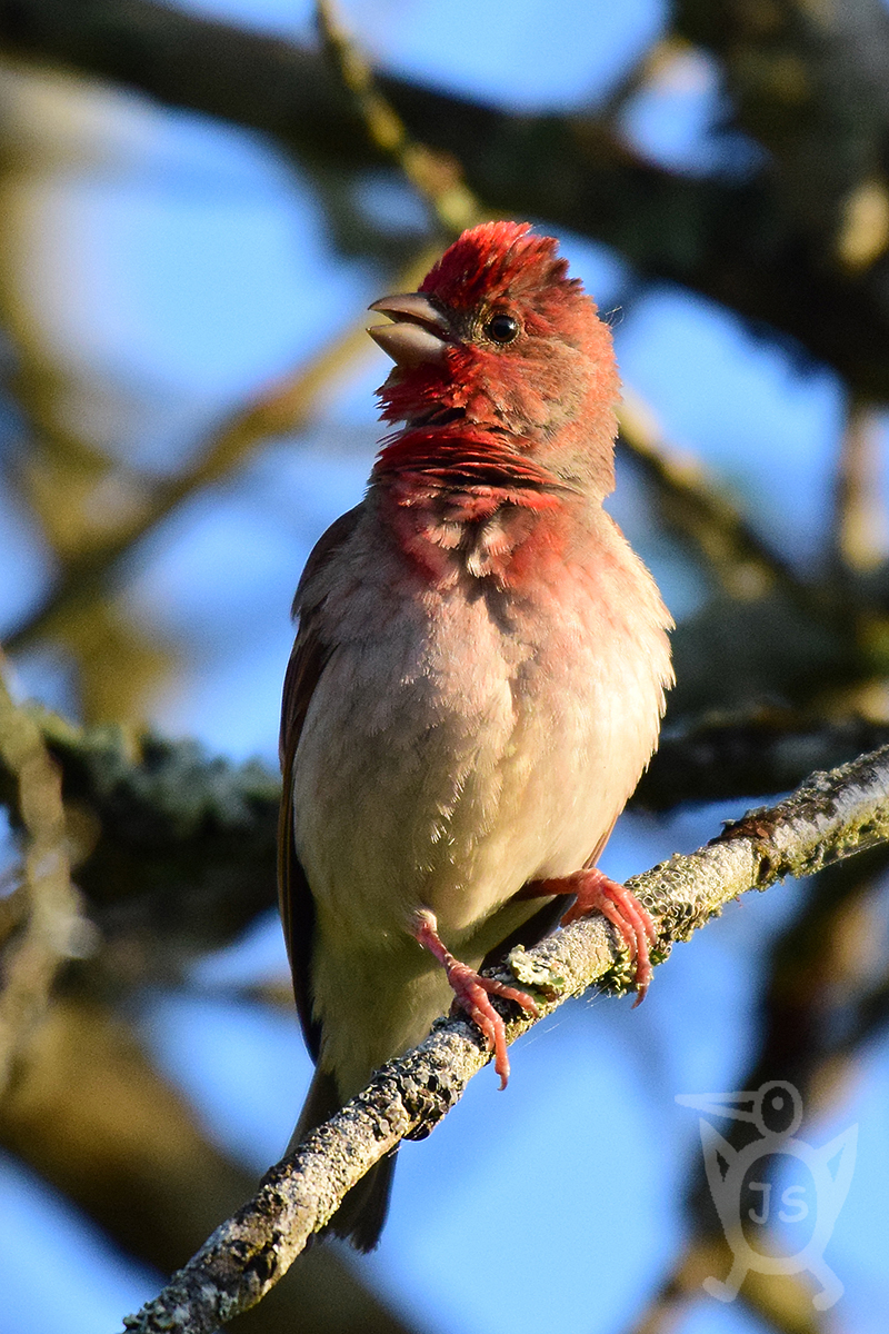 HÝL RUDÝ 1 (Carpodacus erythrinus)