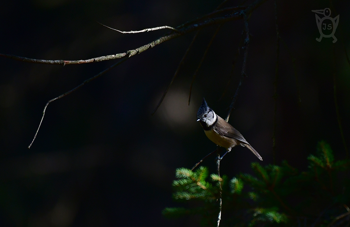 SÝKORA PARUKÁŘKA 1 (Lophophanes cristatus)