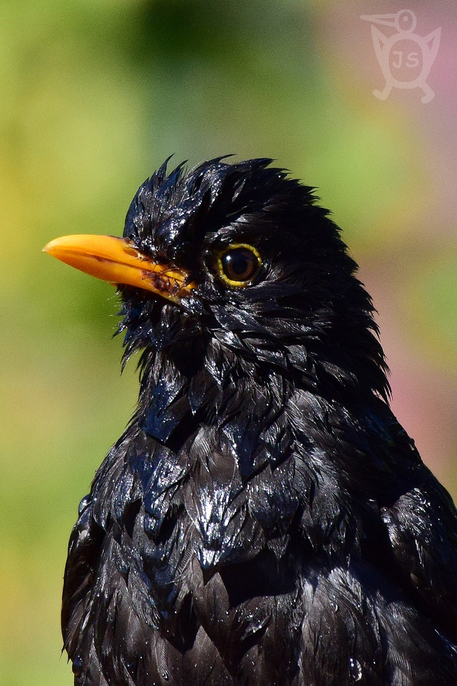 KOS ČERNÝ 2 (Turdus merula) 