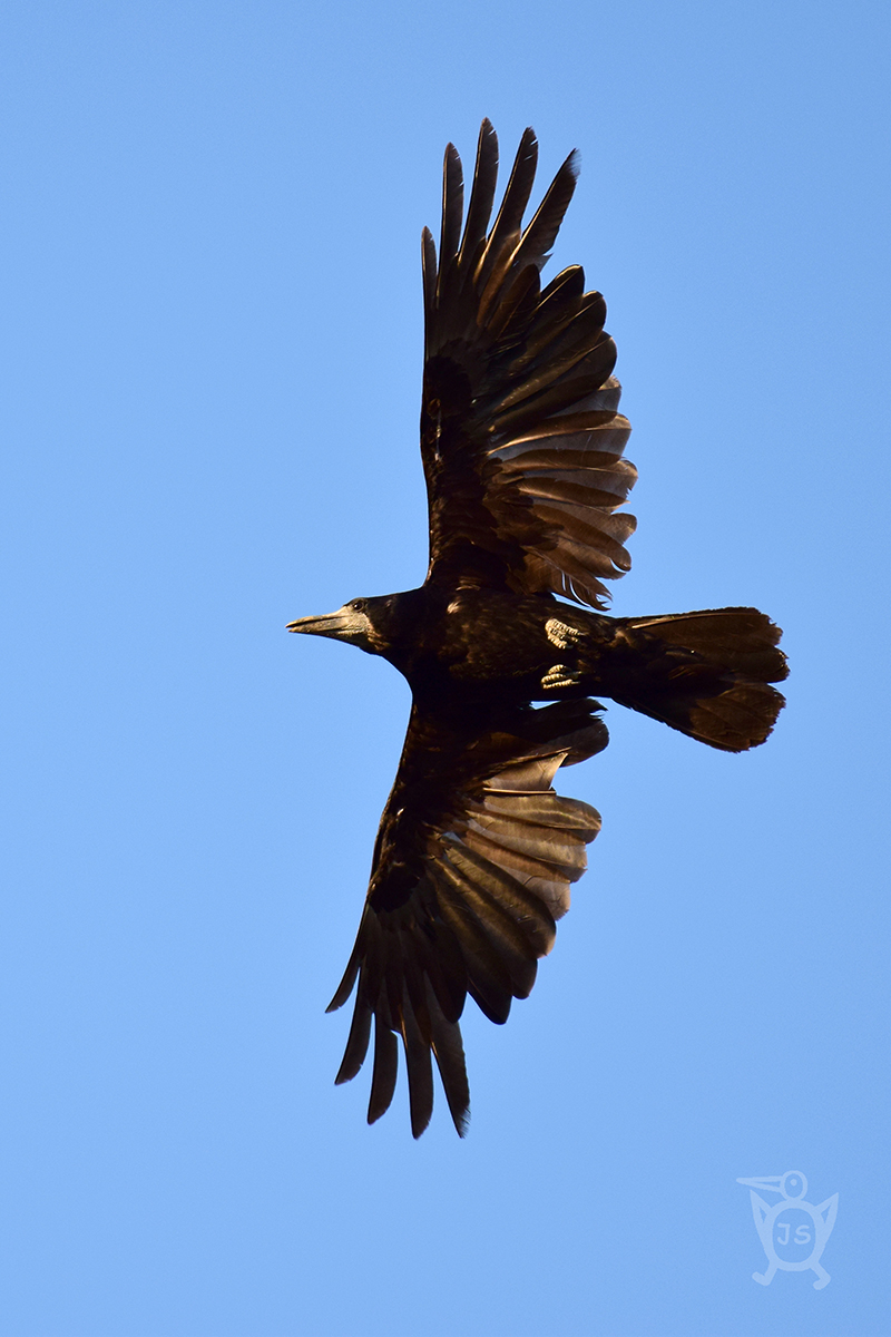 HAVRAN POLNÍ 1 (Corvus frugilegus)