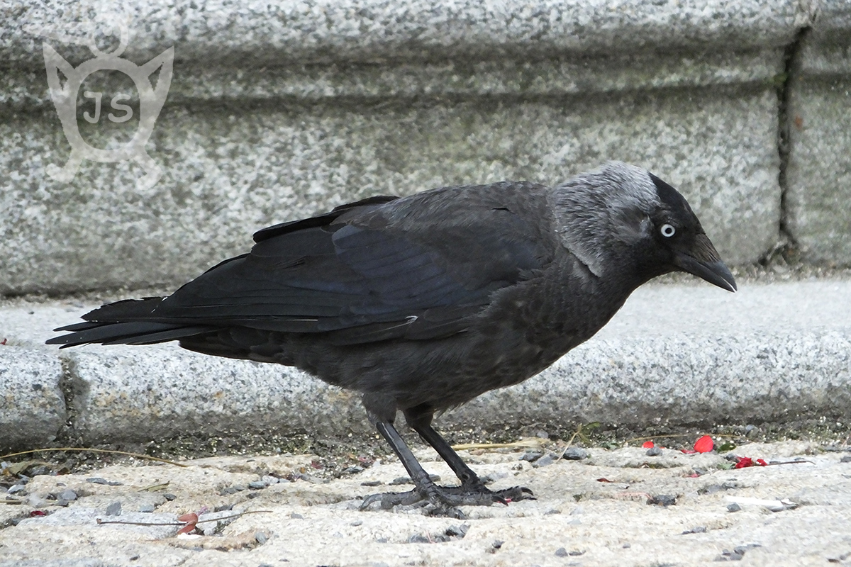 KAVKA OBECNÁ 1 (Corvus monedula)