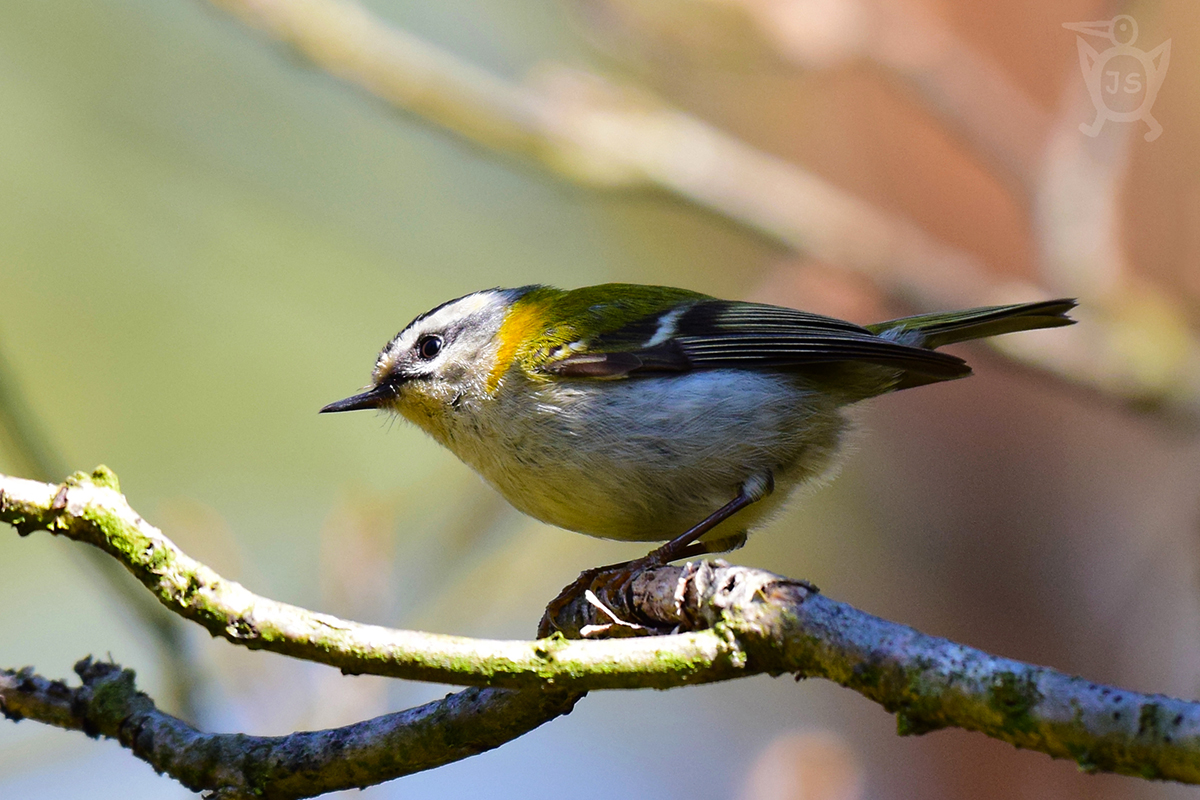 KRÁLÍČEK OHNIVÝ 1 (Regulus ignicapillus)