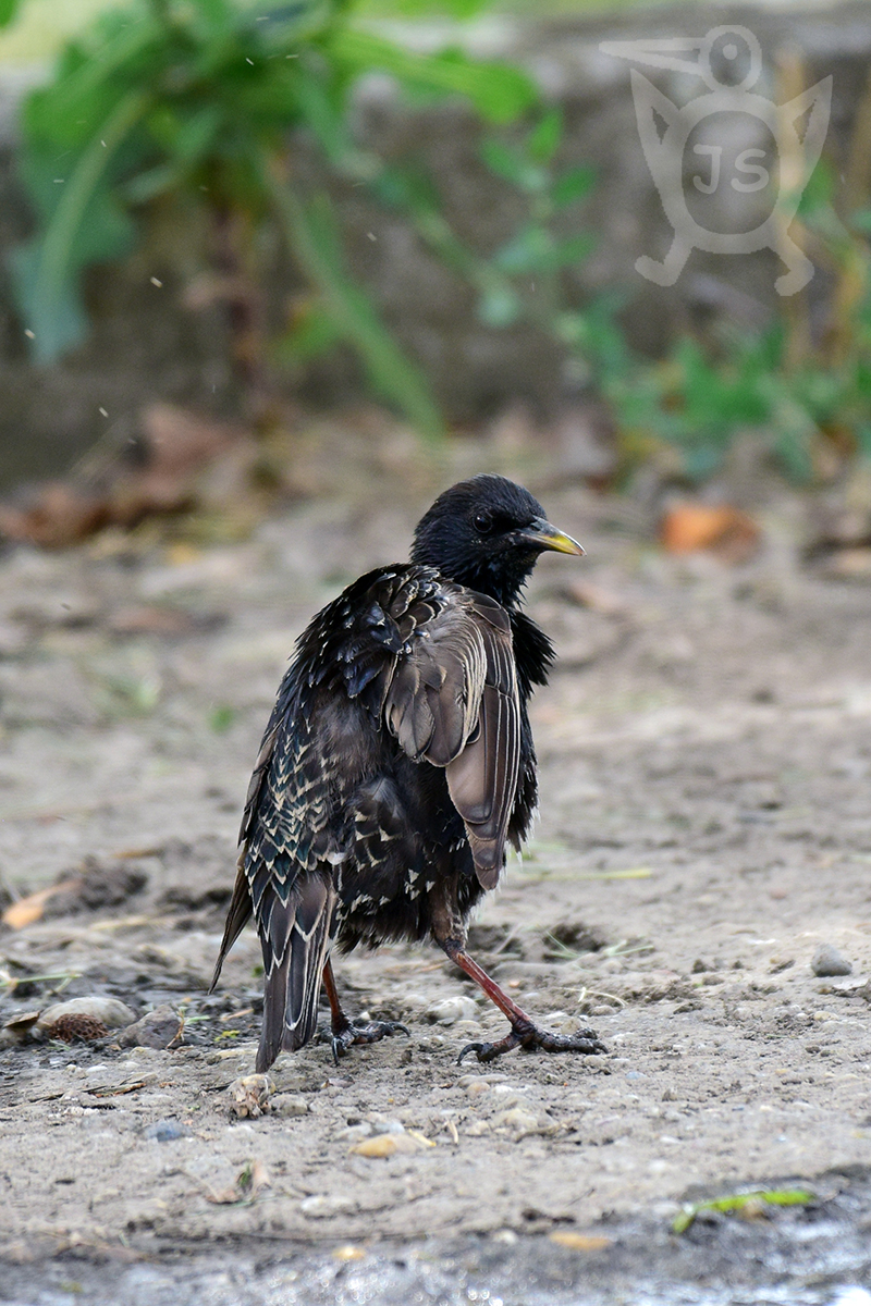 ŠPAČEK OBECNÝ 1 (Sturnus vulgaris)