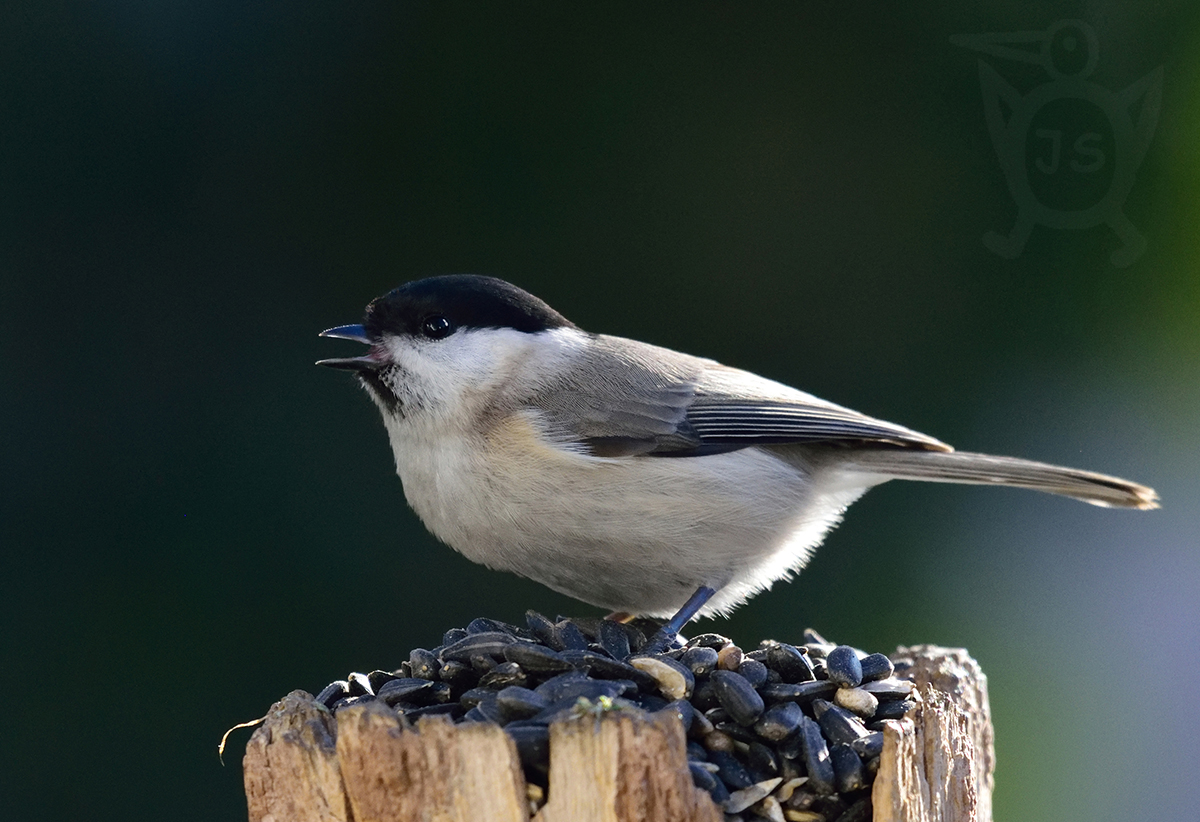 SÝKORA BABKA 1(Parus palustris)