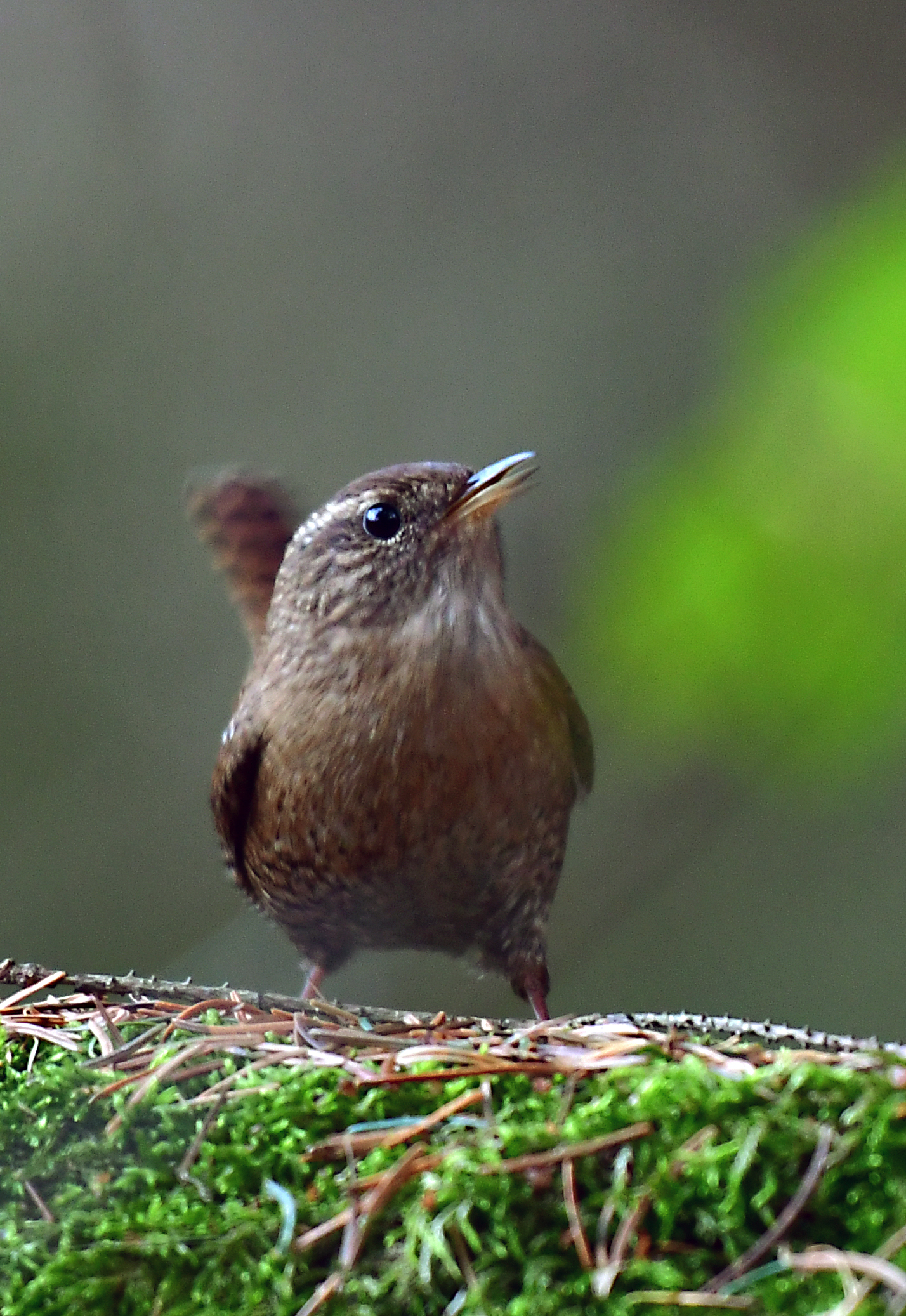 STŘÍZLÍK OBECNÝ 2 (Troglodytes troglodytes)