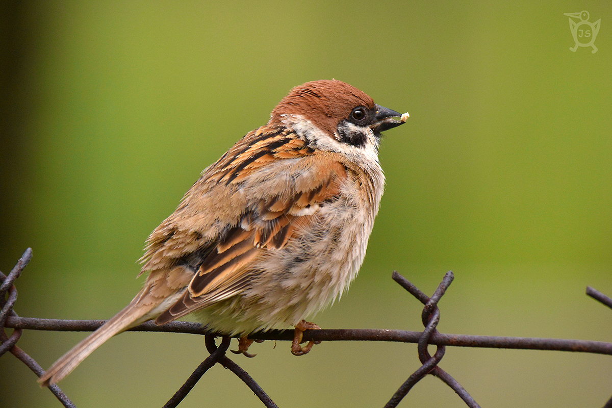 VRABEC POLNÍ 1 (Passer montanus)