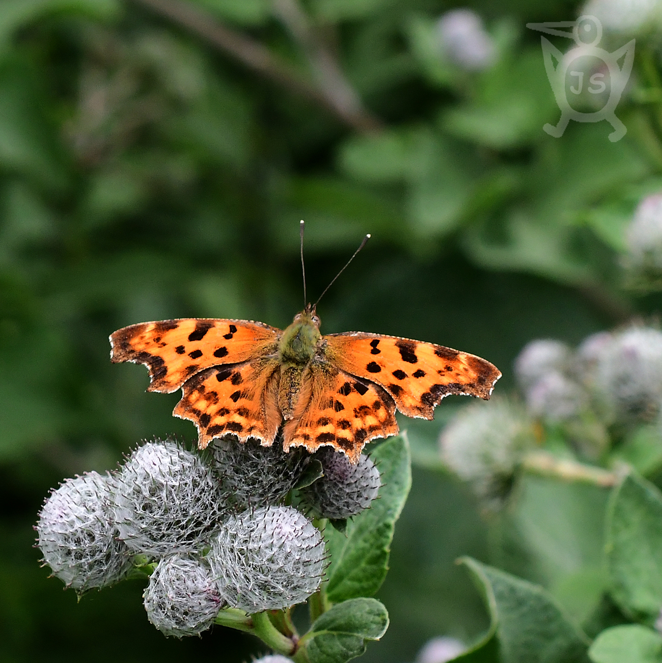 BABOČKA BÍLÉ C 1 (Polygonia c-album)