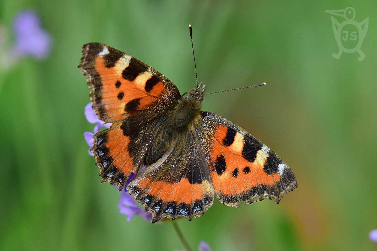 BABOČKA KOPŘIVOVÁ 1 (Aglais urticae)