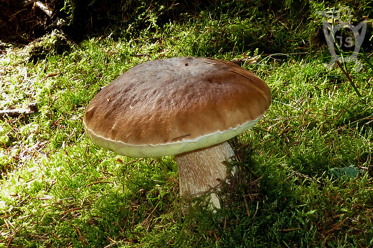 HŘIB SMRKOVÝ 2 (Boletus edulis)