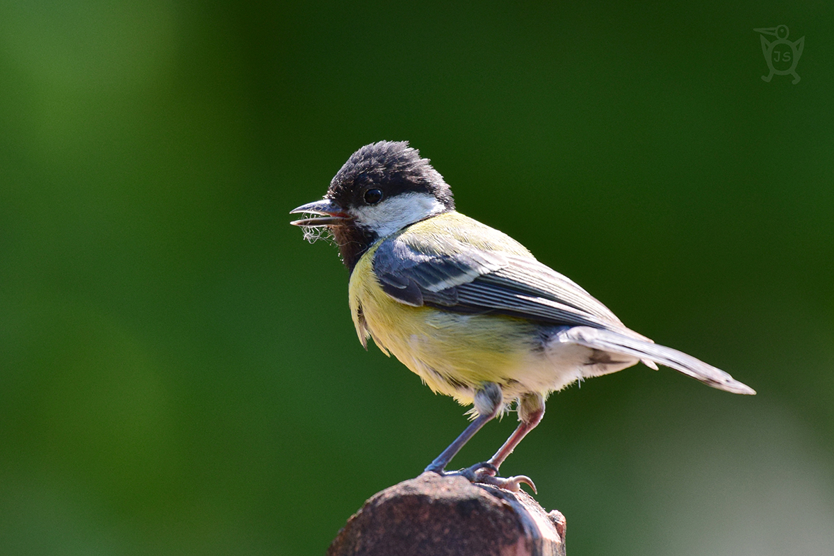 SÝKORA KOŇADRA 3 (Parus major)