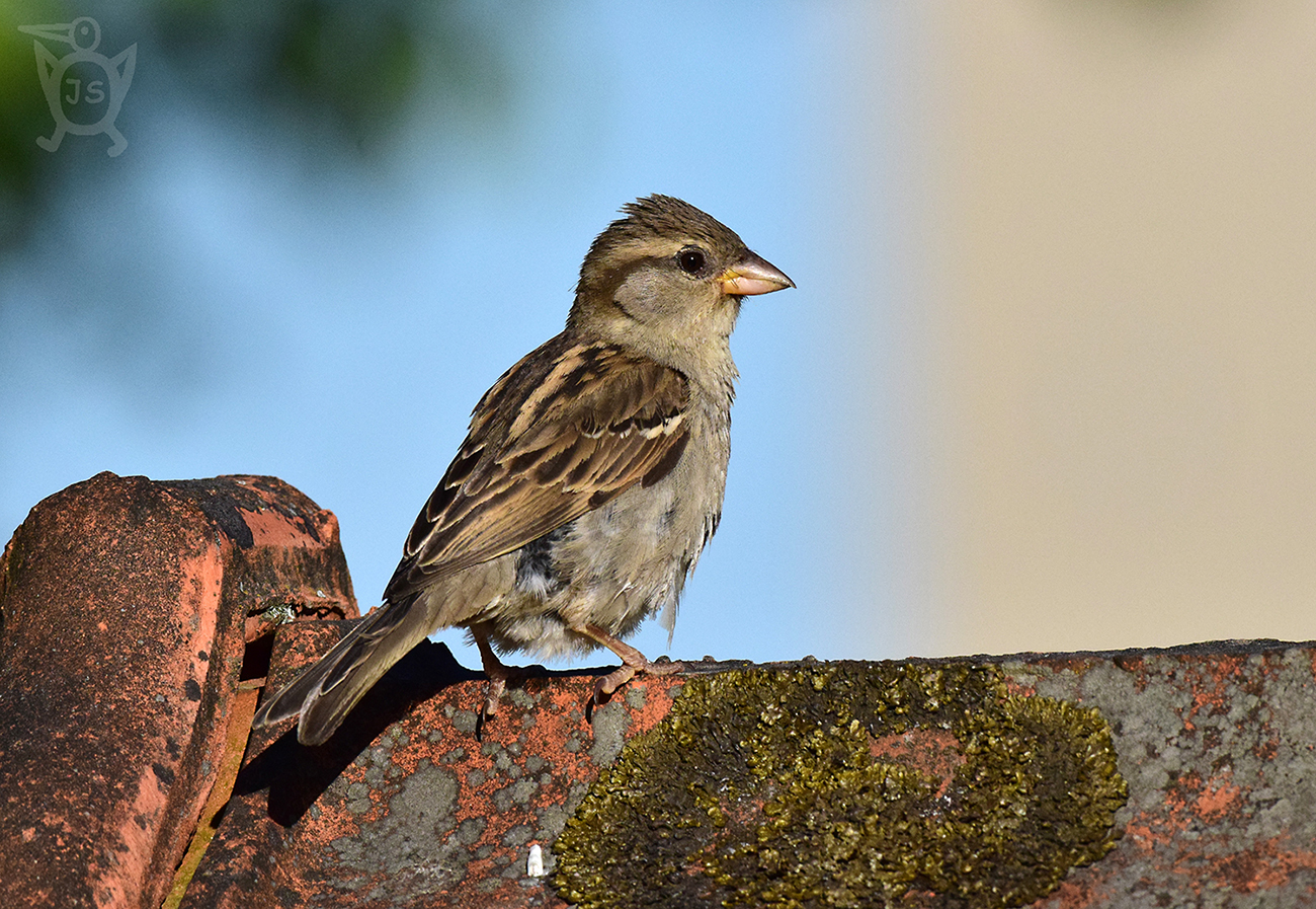 VRABEC DOMÁCÍ 3 (Passer domesticus)