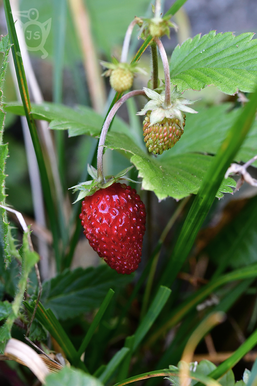 JAHODNÍK OBECNÝ 1  (Fragaria vesca)