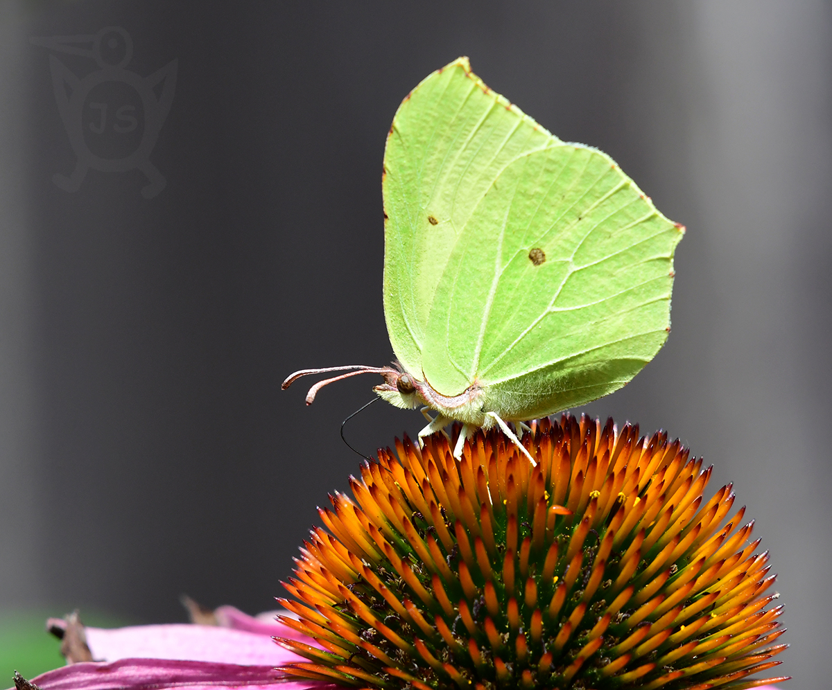 ŽLUŤÁSEK ŘEŠETLÁKOVÝ 1 (Gonepteryx rhamni)