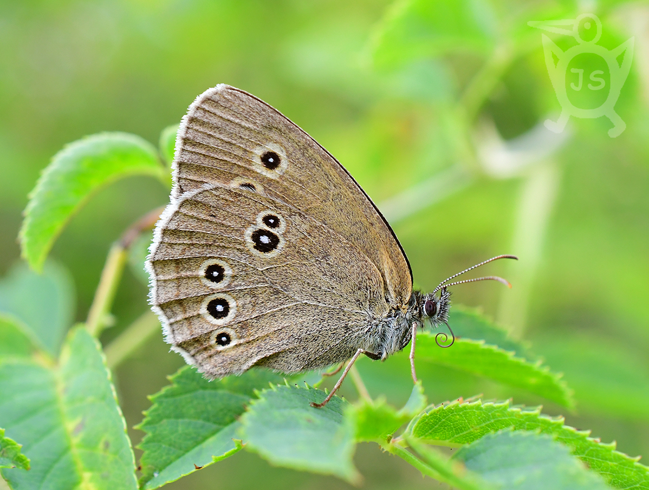 OKÁČ PROSÍČKOVÝ 1 (Aphantopus hyperantus)