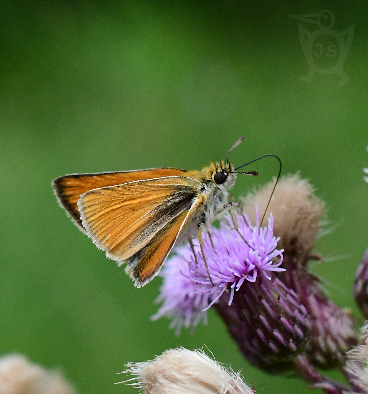 SOUMRAČNÍK ČÁREČKOVANÝ 1 (Thymelicus lineola)